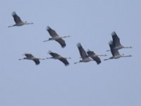 Kranich (Grus grus)  10